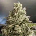 Fully matured Whiskey Zulu Autoflower cannabis bud covered in trichomes, displaying dense structure and frosty appearance.