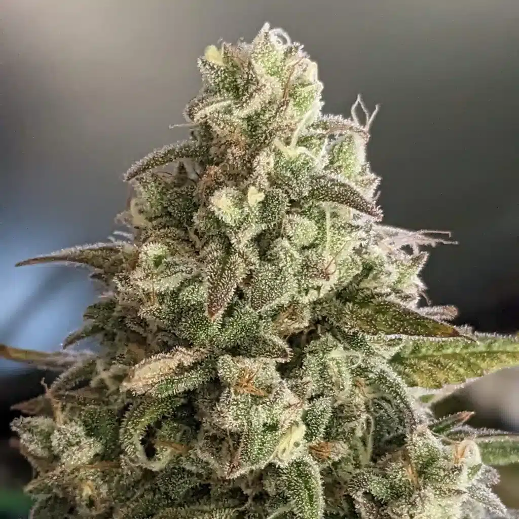 Fully matured Whiskey Zulu Autoflower cannabis bud covered in trichomes, displaying dense structure and frosty appearance.