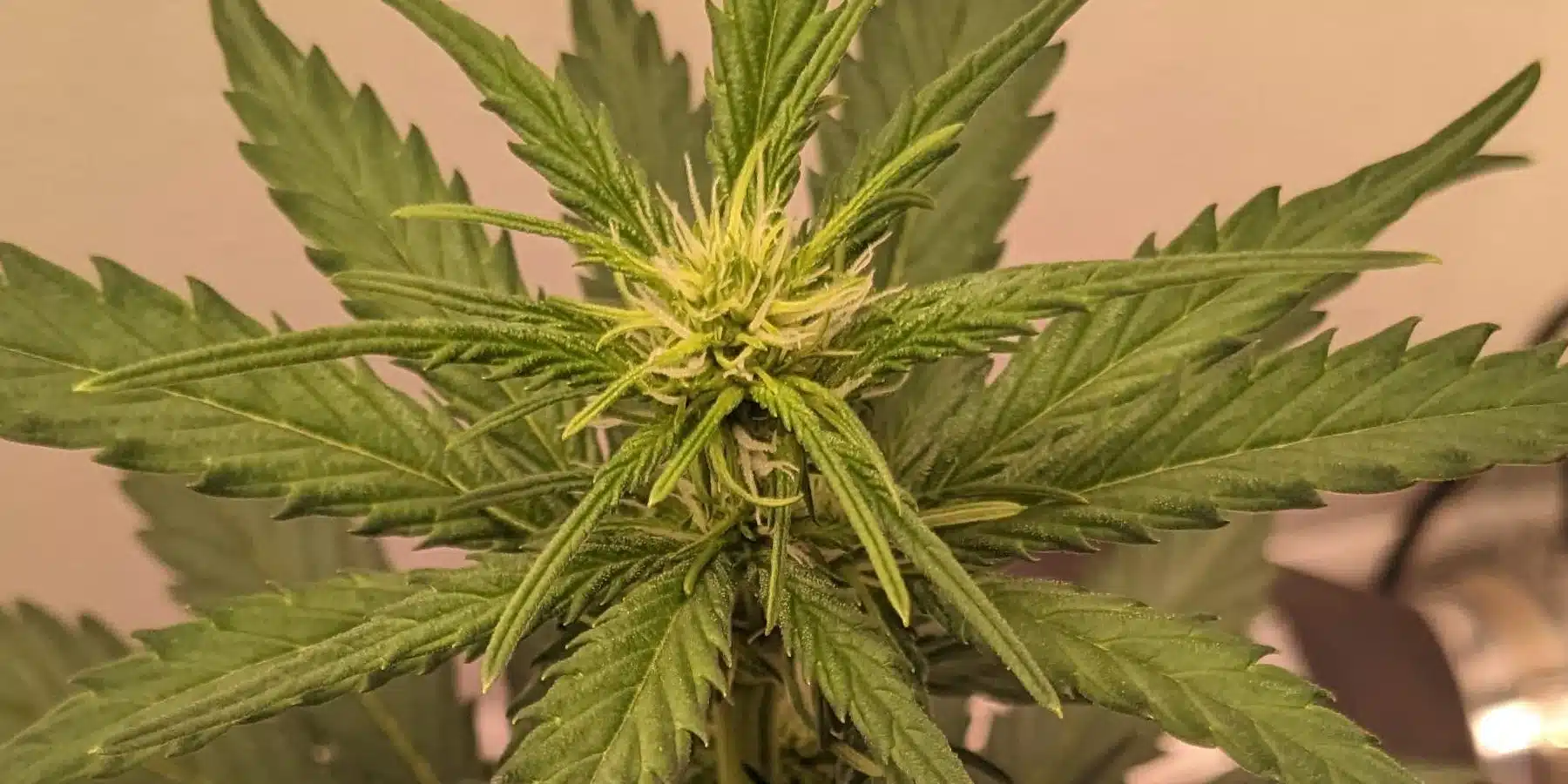 Whiskey Zulu Autoflower cannabis plant showing early flowering, with white pistils emerging from the bud sites.