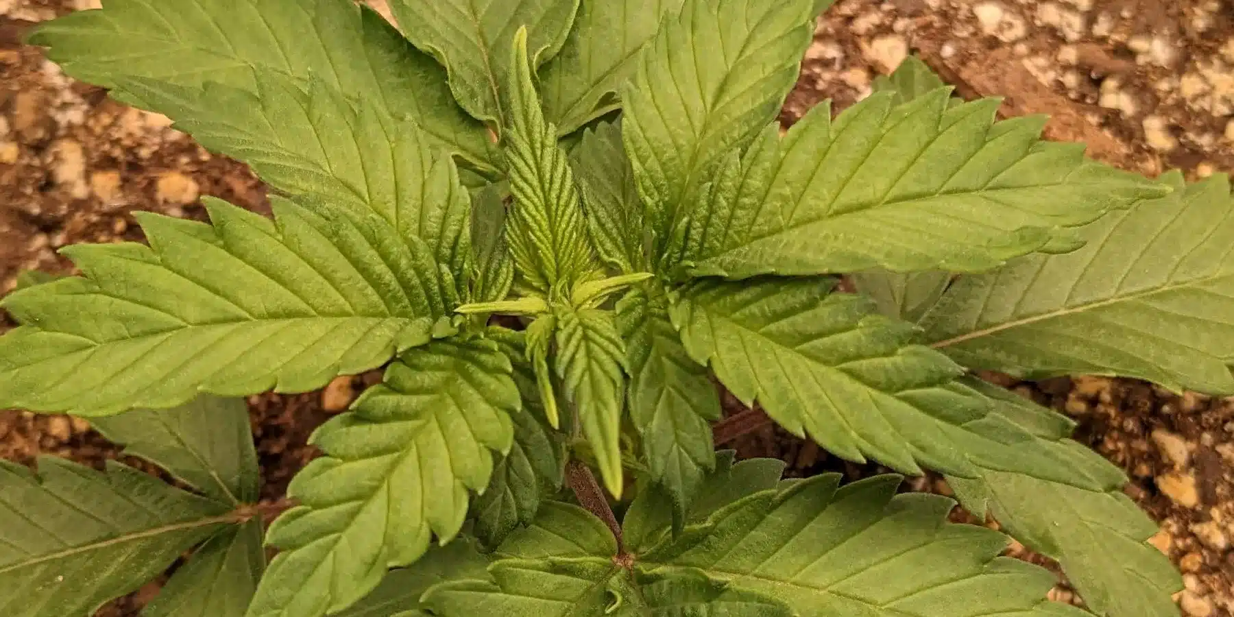 Close-up of a young Whiskey Zulu Autoflower cannabis plant in early vegetative growth, displaying healthy green leaves.