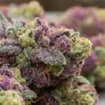 Close-up view of White Truffle Weed buds with frosty trichomes in vibrant purples and greens.