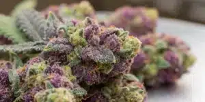 Close-up view of White Truffle Weed buds with frosty trichomes in vibrant purples and greens.