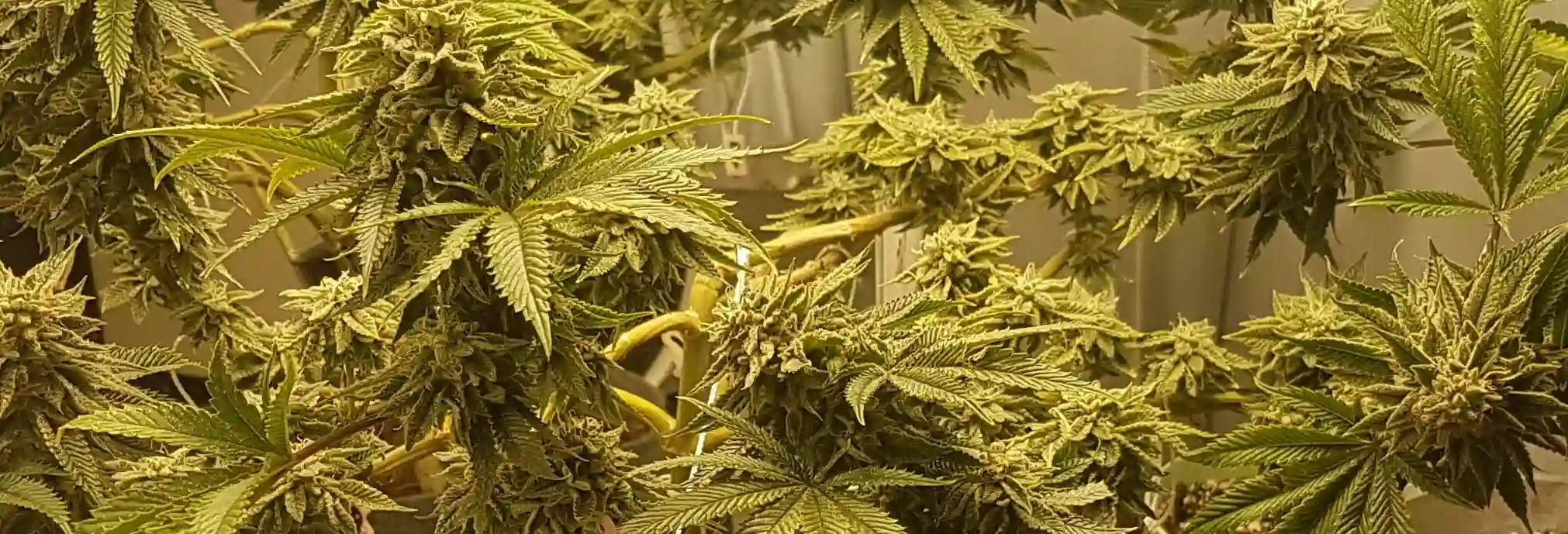 Zkittlez x Lemon Tree