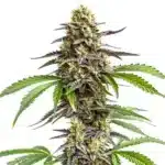 Zookies cannabis plant with frosty trichome-rich buds and purple-green serrated leaves.