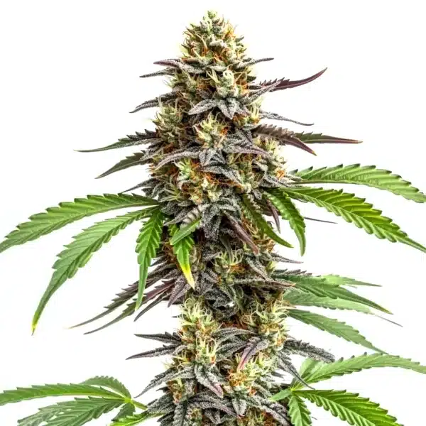 Zookies cannabis plant with frosty trichome-rich buds and purple-green serrated leaves.