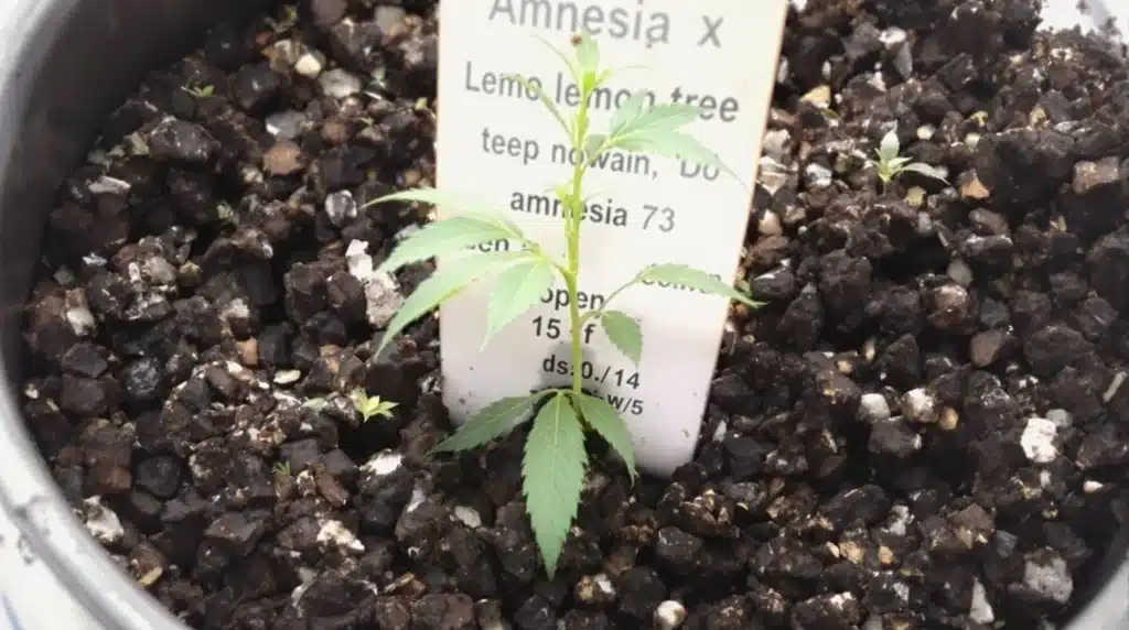 Small cannabis seedling labeled Amnesia X in a pot with dark soil.