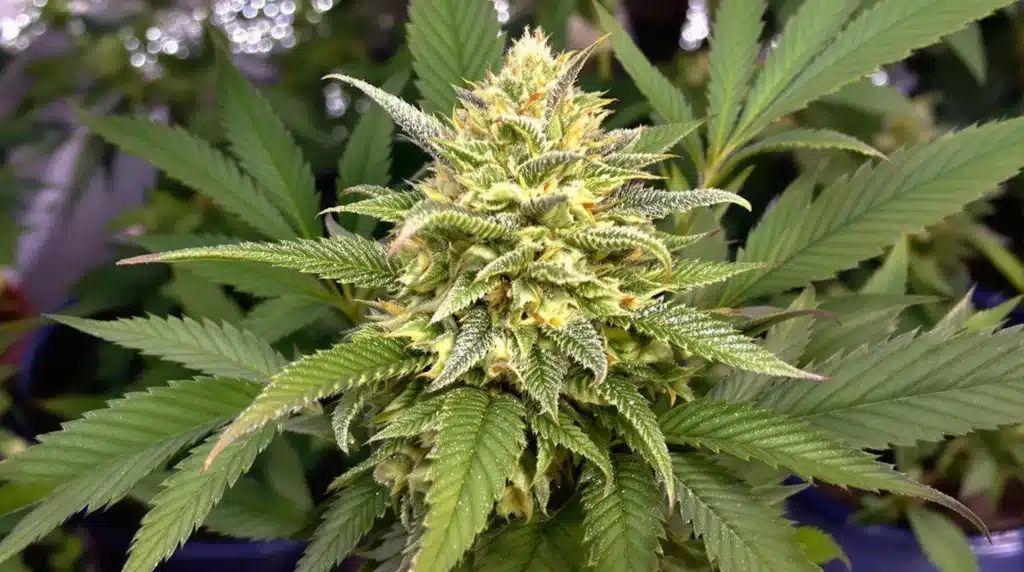 Vivid cannabis bud with bright trichomes surrounded by lush green foliage.
