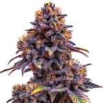 A dense cannabis bud with vibrant purple leaves and orange pistils, characteristic of the Forbidden Fruit Auto strain.