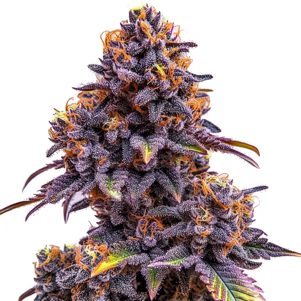 A dense cannabis bud with vibrant purple leaves and orange pistils, characteristic of the Forbidden Fruit Auto strain.