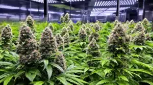 Indoor cannabis cultivation with lush green plants and dense buds under LED lights.