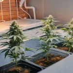 Healthy cannabis plants cultivated indoors in rectangular containers under grow lights.