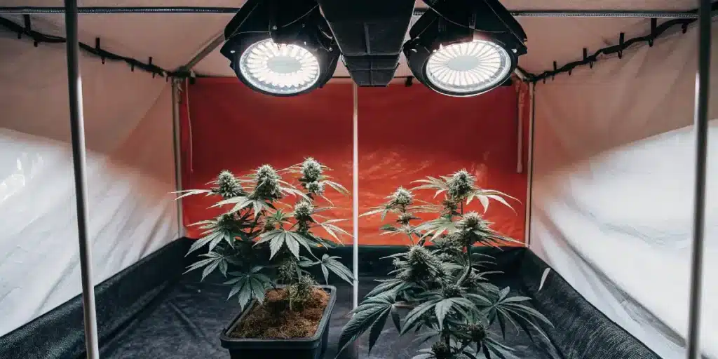 Cannabis plants flourishing inside a red-lined grow tent with LED grow lights overhead.
