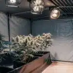 Indoor cannabis grow tent with mature cannabis plants under professional LED lights and ventilation fans.