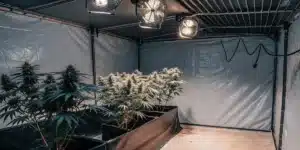 Indoor cannabis grow tent with mature cannabis plants under professional LED lights and ventilation fans.