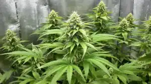 Single cannabis bud with frosty trichomes and detailed leaves on a plain light background.