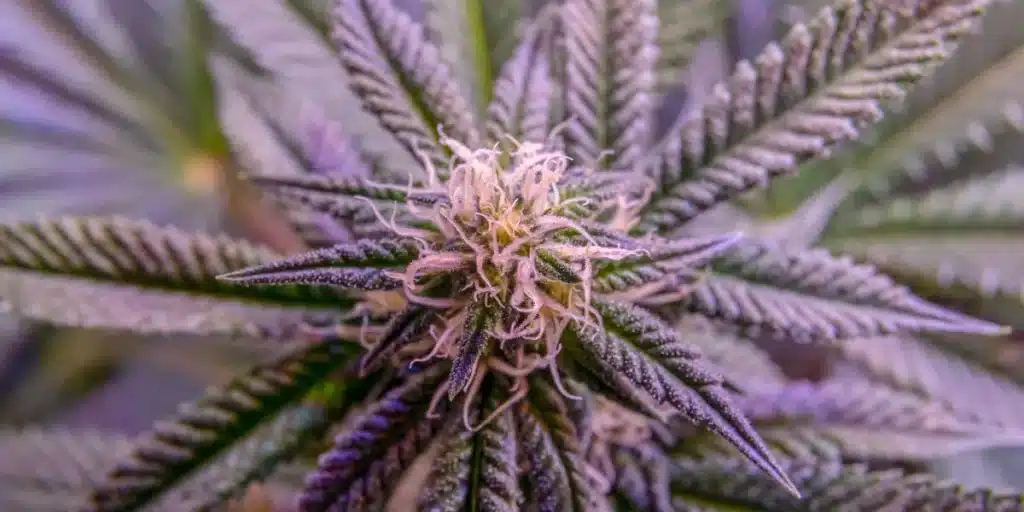 Close-up view of a vibrant purple cannabis flower, showcasing its unique coloration