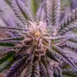 Close-up view of a vibrant purple cannabis flower, showcasing its unique coloration