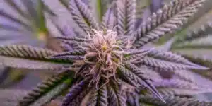 Close-up view of a vibrant purple cannabis flower, showcasing its unique coloration