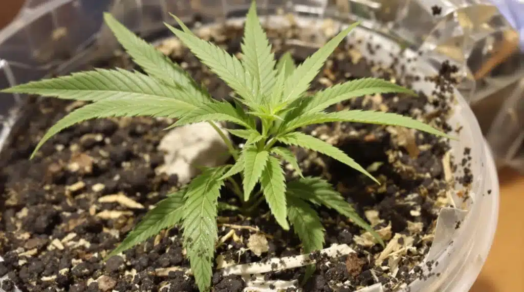 Young cannabis plant with vibrant green leaves in nutrient-rich soil.