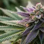 Close-up view of Carbon Fiber Weed Strain buds with sparkling trichomes and vivid green-purple colors.