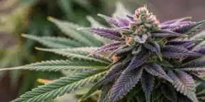 Close-up view of Carbon Fiber Weed Strain buds with sparkling trichomes and vivid green-purple colors.