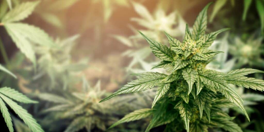 Contrast between PGR-grown and naturally-grown cannabis plants