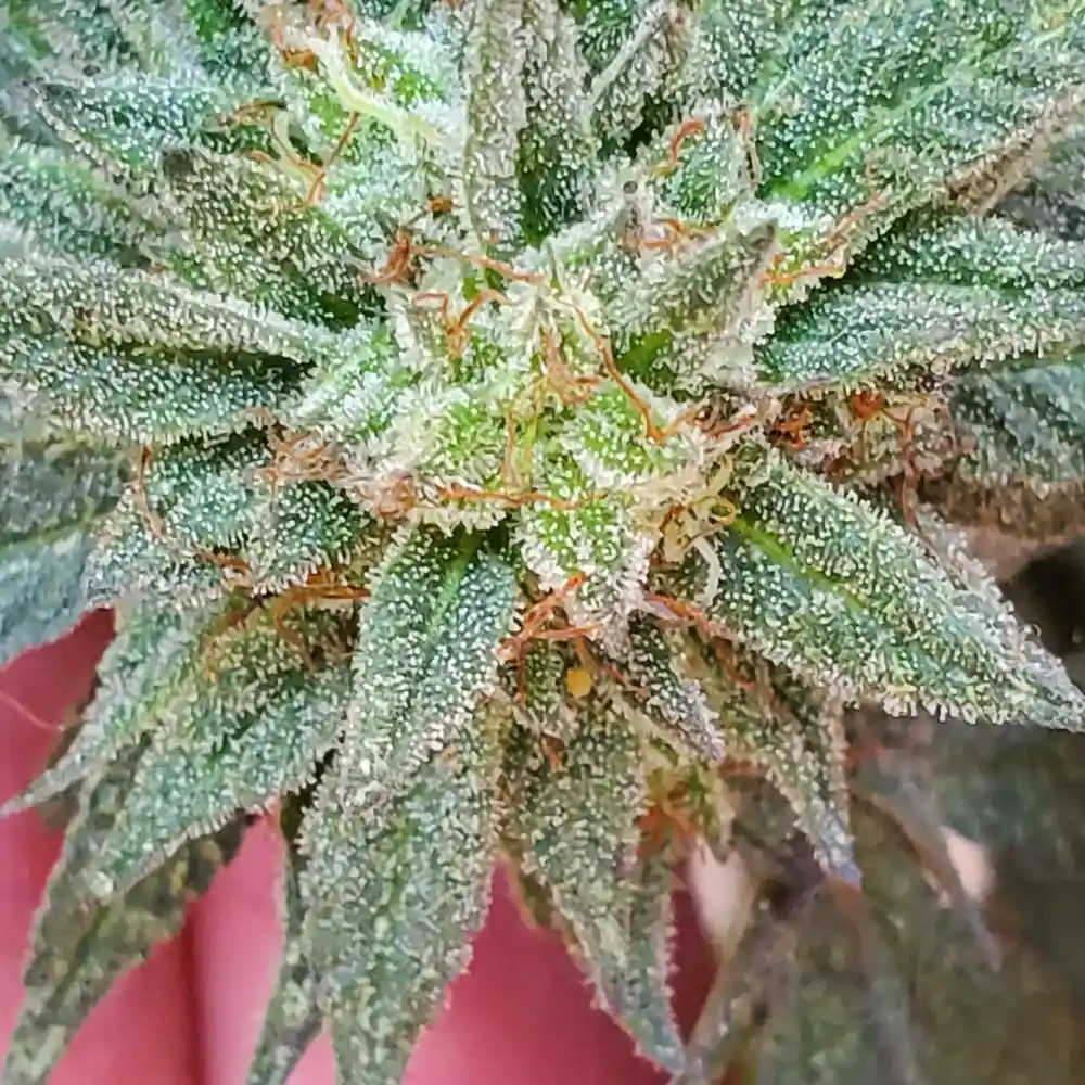 How To Grow Zookies Weed Strain