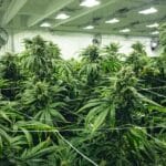 Hidden Dangers of PGR Weed