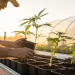 Grower transplanting cannabis seedlings during early morning hours with soft natural light.