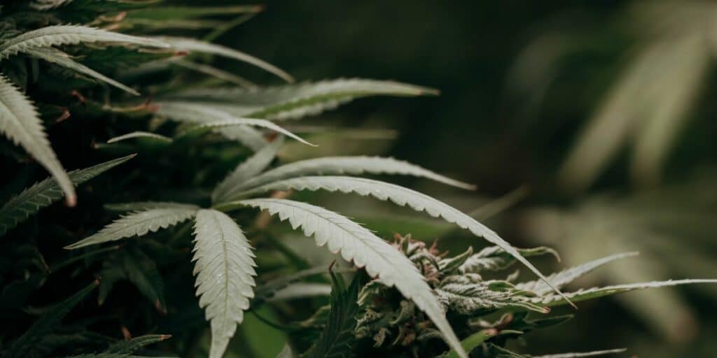 Contrast between PGR-grown and naturally-grown cannabis plants