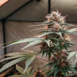 Close-up of a lush autoflowering cannabis plant with dense buds inside a grow tent.