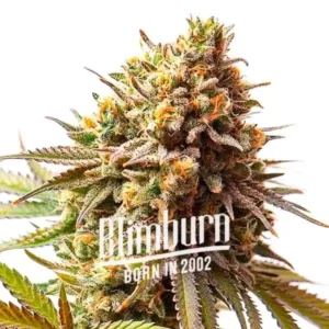 Explore the key features of Cereal Milk Cannabis Extraction, a hybrid strain known for its balanced effects and complex flavor profile.