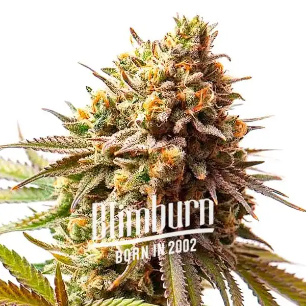 Explore the key features of Cereal Milk Cannabis Extraction, a hybrid strain known for its balanced effects and complex flavor profile.