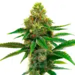 Premium Honey Banana Cannabis Extraction, designed for potent, relaxing effects. Ideal for medicinal and recreational use with a flavorful profile and terpene preservation.