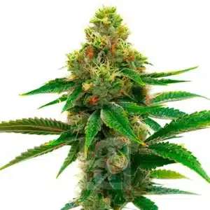 Premium Honey Banana Cannabis Extraction, designed for potent, relaxing effects. Ideal for medicinal and recreational use with a flavorful profile and terpene preservation.