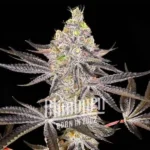 Horchata Cannabis Extraction with high THC levels for a strong, relaxing experience, featuring unique flavors like mint and vanilla.