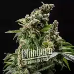 How To Grow Cafe Racer Autoflowering