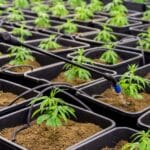 Gloved hand watering rows of small cannabis seedlings in black square pots in an indoor cultivation room.