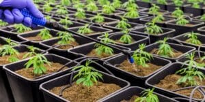 Gloved hand watering rows of small cannabis seedlings in black square pots in an indoor cultivation room.