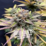 Jealousy Cannabis Extraction, a high-THC indica product with a robust flavor profile, delivering potent effects for both recreational and medicinal use.