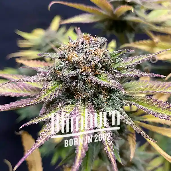 Jealousy Cannabis Extraction, a high-THC indica product with a robust flavor profile, delivering potent effects for both recreational and medicinal use.