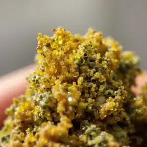 comparison of live resin and distillate concentrates in small containers on a wooden surface.