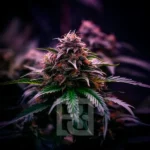 RS54 Cannabis Extraction product for extracting high THC from RS 54 x Permanent Marker strain, emphasizing robust potency, flavor preservation, and therapeutic effects.