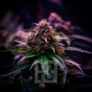 RS54 Cannabis Extraction product for extracting high THC from RS 54 x Permanent Marker strain, emphasizing robust potency, flavor preservation, and therapeutic effects.