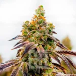 High potency Spritzer Cannabis Extraction product with THC levels between 25-32%, designed for experienced users, featuring cherry, grape, citrus, earthy, and pepper flavors.