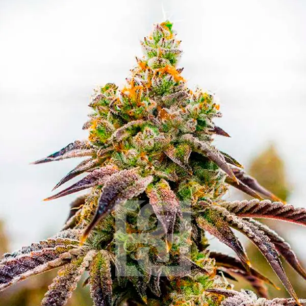 High potency Spritzer Cannabis Extraction product with THC levels between 25-32%, designed for experienced users, featuring cherry, grape, citrus, earthy, and pepper flavors.