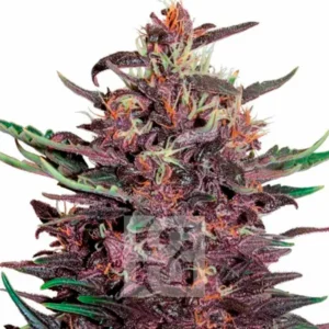 Tropicana Cherry Cannabis Extraction, a high-quality, sativa-dominant hybrid extract with 16%-24% THC for energy and creativity, featuring tropical, berry flavors.