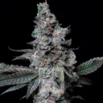 White Runtz Cannabis Extraction, a high THC content cannabis product with a fruity flavor profile, ideal for relieving anxiety, pain, and stress.