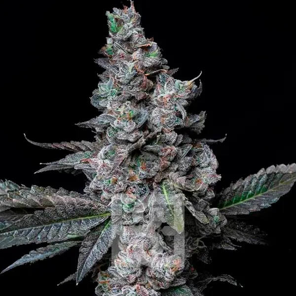 White Runtz Cannabis Extraction, a high THC content cannabis product with a fruity flavor profile, ideal for relieving anxiety, pain, and stress.