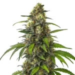 Cafe Racer Autoflower cannabis plant with green leaves and resin-covered buds, featuring bright orange pistils and a dense structure.